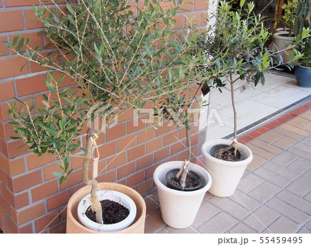 Olive オリーブ グリーン Olive オリーブ グリーン 55459495