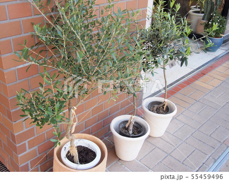 Olive オリーブ 植木 Olive オリーブ 植木 55459496