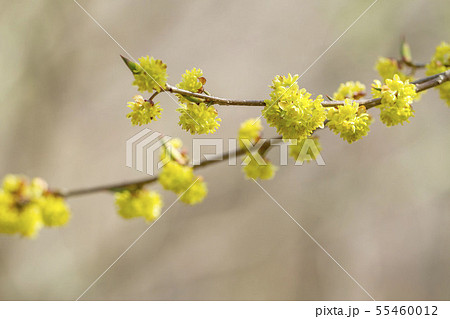 ダンコウバイ 55460012