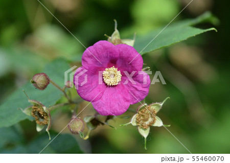 Flowering raspberry Flowering raspberry 55460070