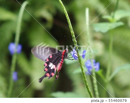 ちょう・ベニモンアゲハ 55460079