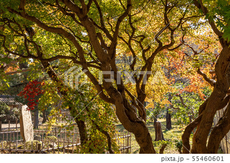 楽々園玄関前の紅葉 55460601