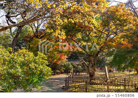 楽々園玄関前の紅葉 楽々園玄関前の紅葉 55460806