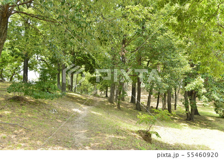 【大阪府　藤井寺市】世界遺産・古市古墳群（大鳥塚古墳） 55460920