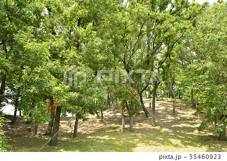 【大阪府 藤井寺市】世界遺産・古市古墳群(大鳥塚古墳) 【大阪府 藤井寺市】世界遺産・古市古墳群(大鳥塚古墳) 55460923
