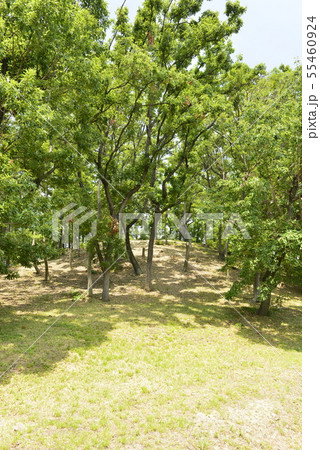 【大阪府　藤井寺市】世界遺産・古市古墳群（大鳥塚古墳） 55460924