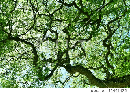 シデ　大朝のテングシデ群落　新緑　国指定天然記念物　広島県 55461426