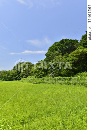 【大阪府　羽曳野市】世界遺産・古市古墳群（応神天皇陵古墳・西側外堤） 55461562