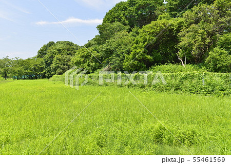 【大阪府　羽曳野市】世界遺産・古市古墳群（応神天皇陵古墳・西側外堤） 55461569