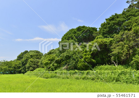 【大阪府 羽曳野市】世界遺産・古市古墳群(応神天皇陵古墳・西側外堤) 【大阪府 羽曳野市】世界遺産・古市古墳群(応神天皇陵古墳・西側外堤) 55461571