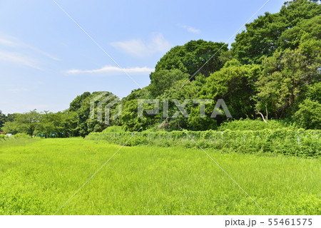 【大阪府　羽曳野市】世界遺産・古市古墳群（応神天皇陵古墳・西側外堤） 55461575