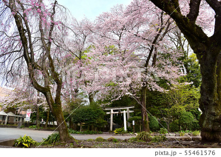 富士山本宮浅間大社の桜 富士山本宮浅間大社の桜 55461576