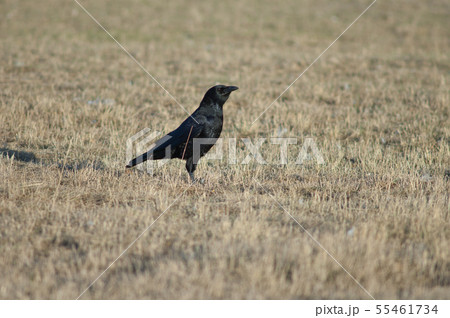 Carrion crow. 55461734