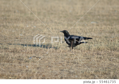 Carrion crow. Carrion crow. 55461735