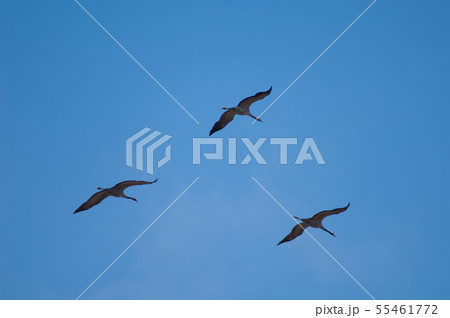 Common cranes (Grus grus) in flight. 55461772