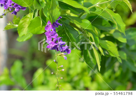 デュランタ 55461798