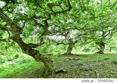 シデ 大朝のテングシデ群落 新緑 国指定天然記念物 広島県 シデ 大朝のテングシデ群落 新緑 国指定天然記念物 広島県 55462081