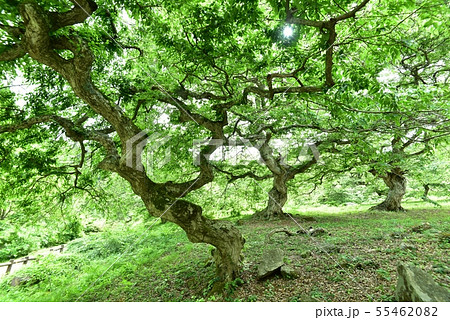 シデ 大朝のテングシデ群落 新緑 国指定天然記念物 広島県 天狗シデ シデ 大朝のテングシデ群落 新緑 国指定天然記念物 広島県 天狗シデ 55462082