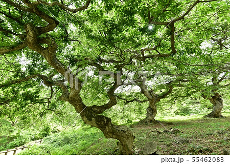 シデ　大朝のテングシデ群落　新緑　国指定天然記念物　広島県 55462083