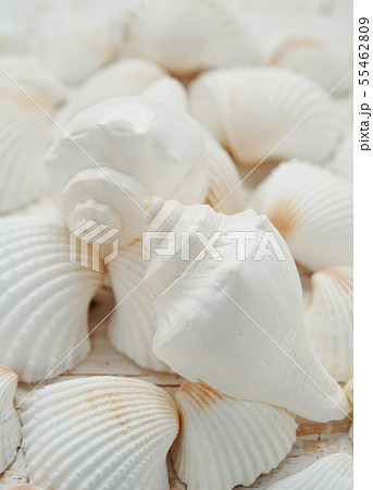 貝殻(夏のイメージ) 55462809