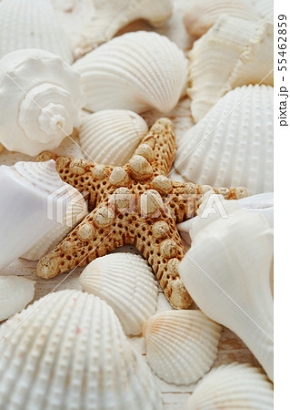 貝殻 夏のイメージ の写真素材