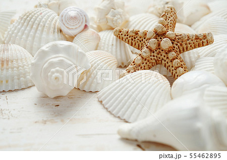 貝殻(夏のイメージ) 貝殻(夏のイメージ) 55462895