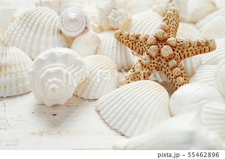 貝殻 夏のイメージ の写真素材