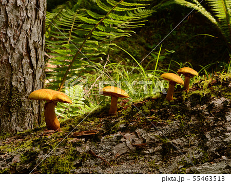 オオワライタケ_20190803 55463513