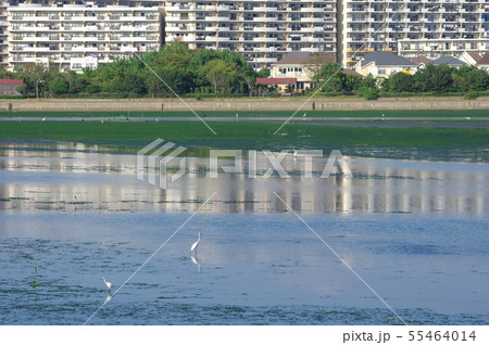 谷津干潟 55464014