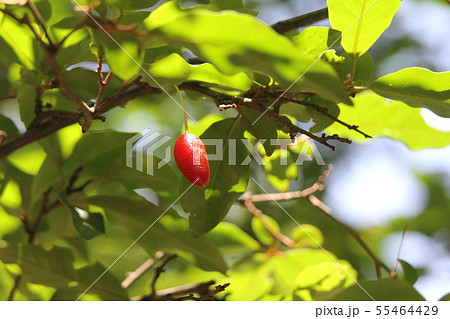 トウグミ 55464429