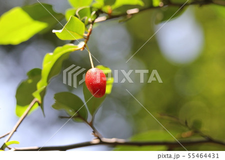 トウグミ 55464431