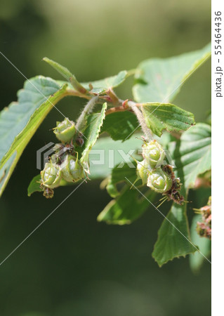 シナミズキの実 シナミズキの実 55464436
