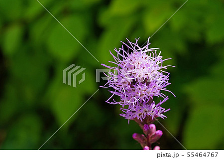 モジャモジャが魅力的なリアトリス 55464767