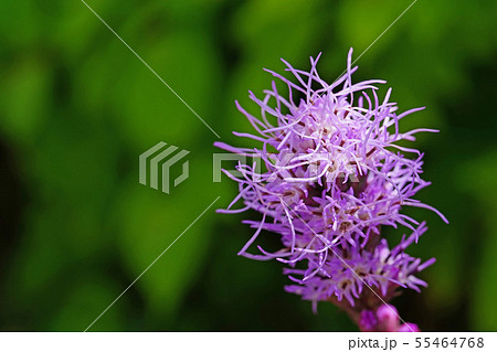 モジャモジャが魅力的なリアトリス 55464768