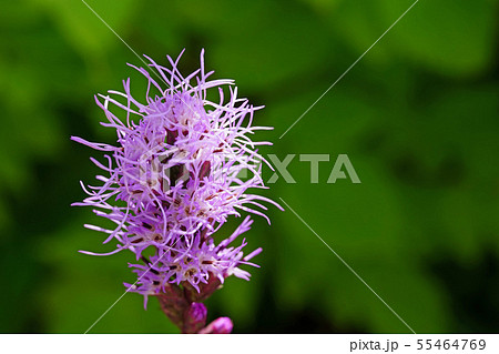 モジャモジャが魅力的なリアトリス 55464769