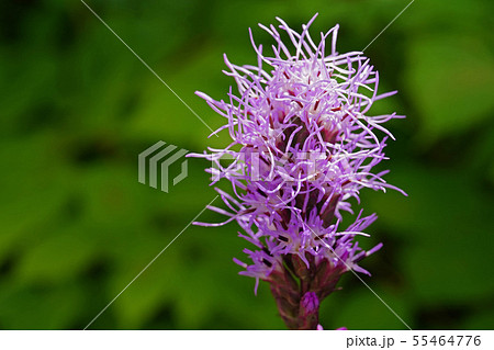 モジャモジャが魅力的なリアトリス 55464776