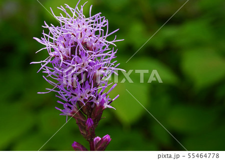 モジャモジャが魅力的なリアトリス 55464778