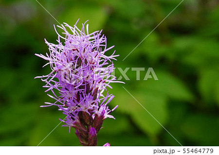 モジャモジャが魅力的なリアトリス 55464779