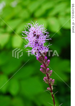 モジャモジャが魅力的なリアトリス 55464786