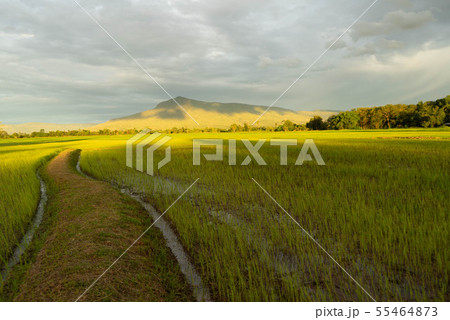 Agricultural landscape with green fields on hills  55464873