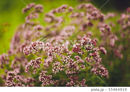 Delicate purple flowers oregano in the garden, close-up, selective focus. Inflorescences of Delicate purple flowers oregano in the garden, close-up, selective focus. Inflorescences of 55464919