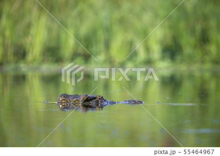 Nile crocodile in Kruger National park, South Nile crocodile in Kruger National park, South 55464967