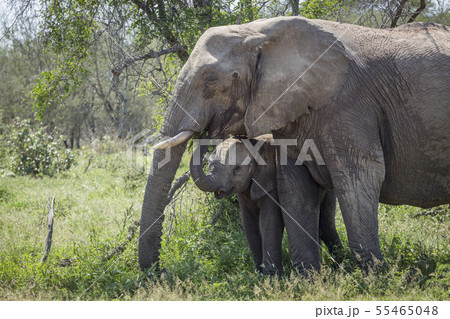 African bush elephant in Kruger National park, African bush elephant in Kruger National park, 55465048