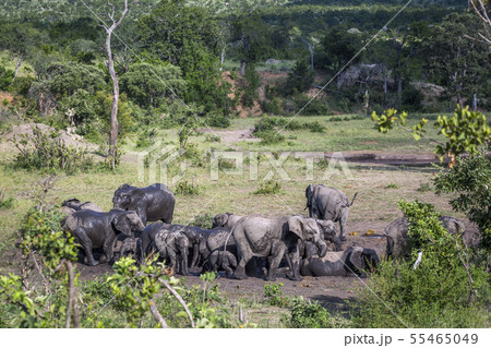 African bush elephant in Kruger National park, 55465049
