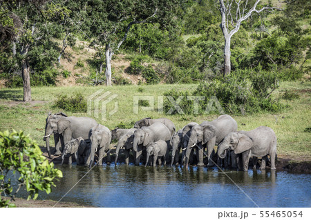 African bush elephant in Kruger National park, 55465054