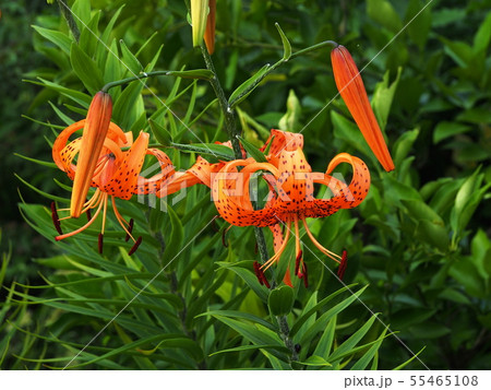 おにゆり 55465108