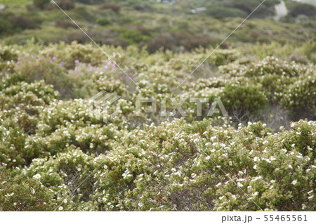 landscape and nature of the island of Giglio Gross 55465561