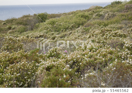 landscape and nature of the island of Giglio Gross 55465562