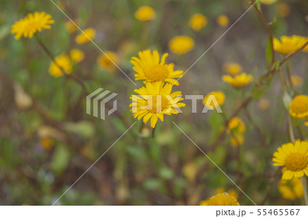 landscape and nature of the island of Giglio Gross landscape and nature of the island of Giglio Gross 55465567