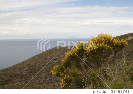 landscape and nature of the island of Giglio Gross 55465743